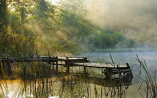 brown wooden port, nature, landscape, dock, mist HD wallpaper