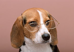 brown and white short-coat dog wearing eyeglasses