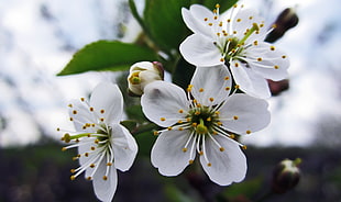 close up photography of white tree blossoms HD wallpaper
