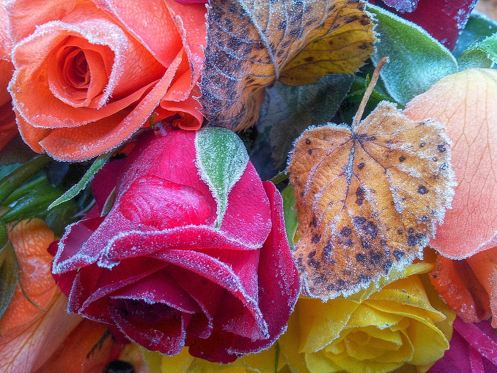 close-up photo of red and orange artificial flowers HD wallpaper