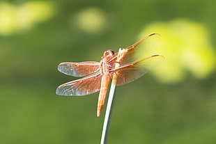 orange Skimmer Dragonfly in close-up photo HD wallpaper