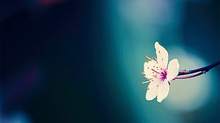 white and pink 5-petaled flowers