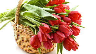 close up photo of bouquet of red tulip flowers on brown woven basket HD wallpaper