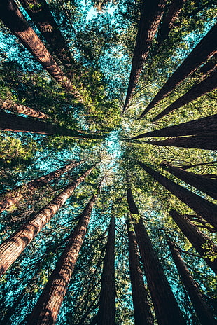 green trees, Trees, View from below, Branches