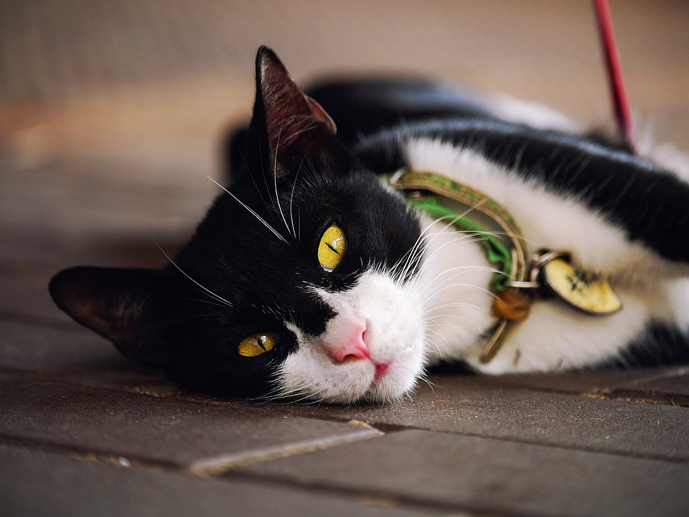 black and white fur cat lying on floor HD wallpaper