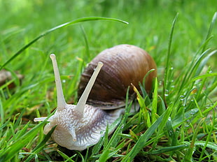 brown snail on green grass photo during daytime HD wallpaper