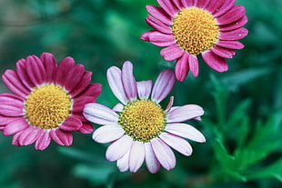 Tilt Shift photo of three Daisy Flowers