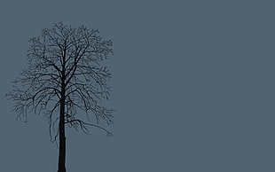 withered tree HD wallpaper
