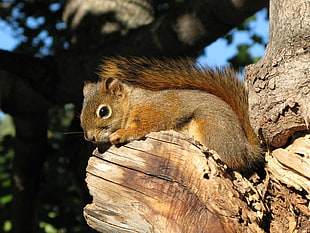 brown squirrel, red squirrel HD wallpaper