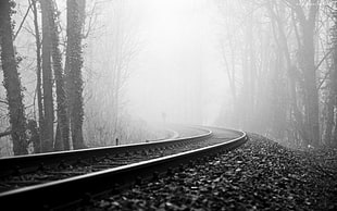 gray metal train road in between forest HD wallpaper