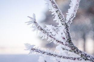 snow cover bare tree