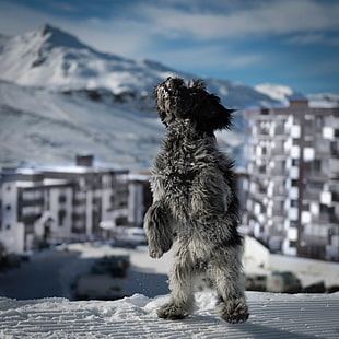 selective focus photo of grey and black animal