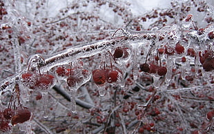 macro shot of frozen red fruits HD wallpaper