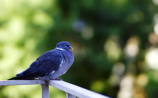 selective focus photography purple bird on white metal handrail HD wallpaper