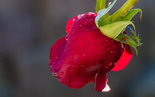 red rose shallow focus  photography HD wallpaper