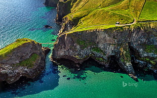 brown and green tree branch, sea, coast, cliff, water