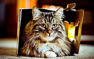 black and gray cat in box photography