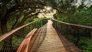 brown wooden dock, trees HD wallpaper