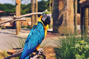 yellow-and-blue macaw, Parrot, Macaw, Bird HD wallpaper