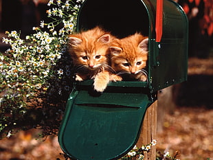 two orange tabby kittens inside the mail box HD wallpaper