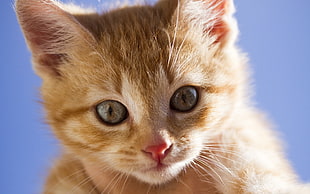 close photo of orange Tabby Kitten HD wallpaper