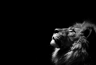 lion's head, lion, animals, simple background, monochrome HD wallpaper