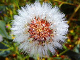 white dandelion, Dandelion, Down, Flower