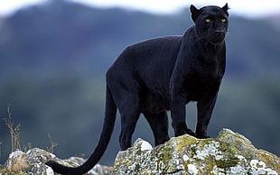 Panther,  Stones,  Big cat,  Black HD wallpaper