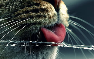 cat drinking water