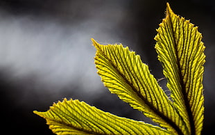 micro photography of green leaves