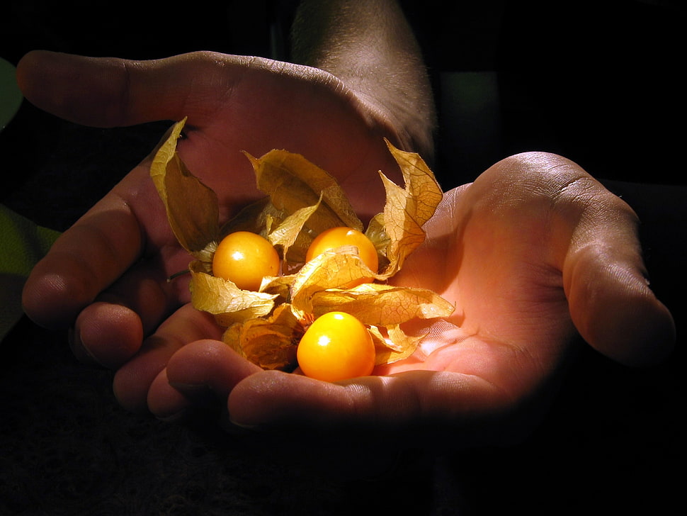 person carrying three orange fruits HD wallpaper