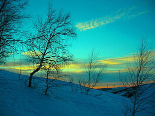 bare trees during sunset