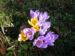 purple and yellow flowers