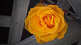 yellow Rose flower HD wallpaper