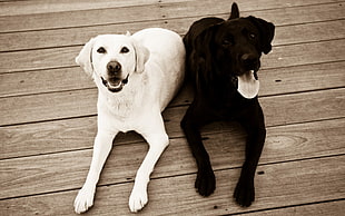 two adult yellow and black Labrador retrievers, animals, dog, wooden surface