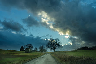 black leafless tree under blue and white sky