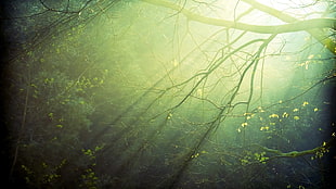 sun light piercing through trees, landscape, nature, sunlight, minimalism HD wallpaper