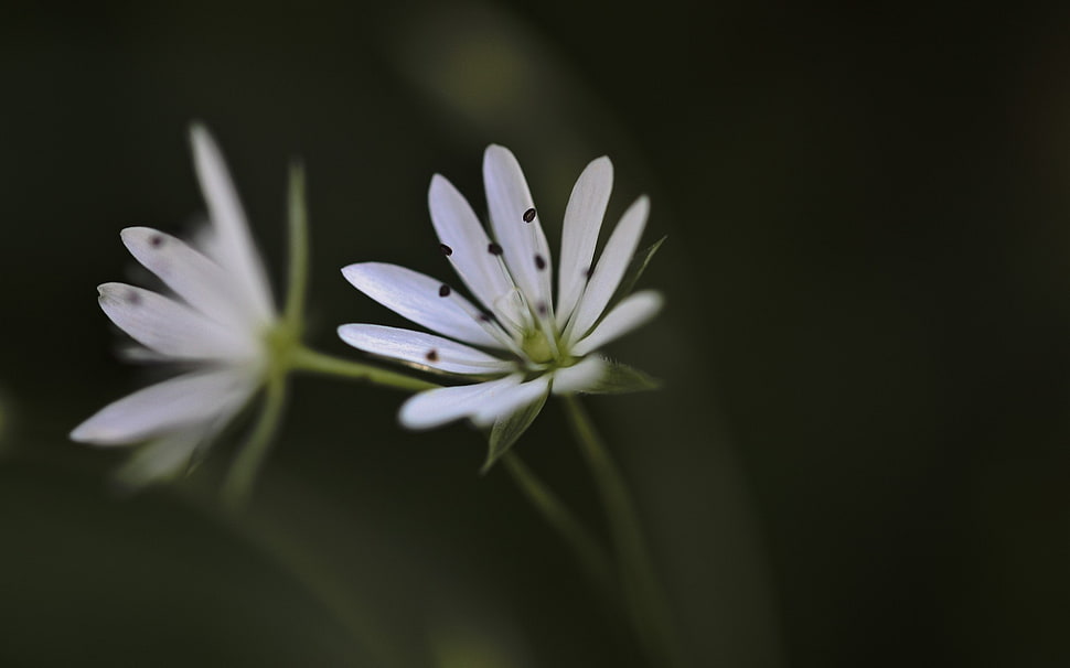 shallow focus photography of white petal flower HD wallpaper