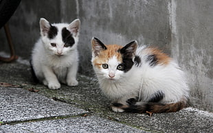 two tri-color calico kittens on gray cement floor HD wallpaper