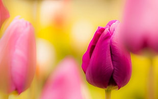 pink tulip, flowers, plants HD wallpaper