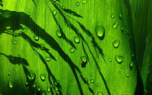 green leaf, leaves, plants, water drops, green HD wallpaper