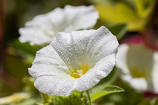 tilt shift photo of white flower HD wallpaper