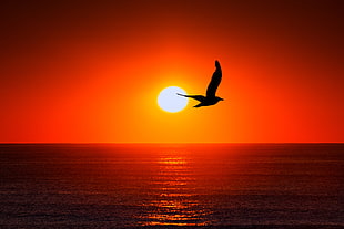 bird silhouette over wide body of water during sunset HD wallpaper