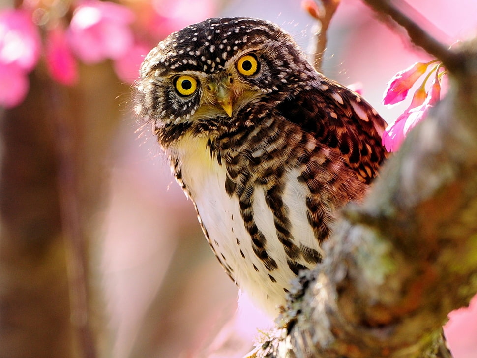 brown and white owl HD wallpaper