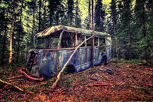 abandoned blue and white bus surrounded with green trees and dried leaves at daytime HD wallpaper