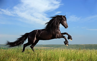 brown horse on field during daytime