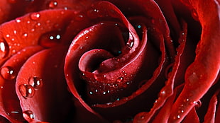 closeup photography of water dew on red rose HD wallpaper