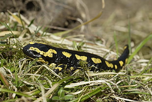 black and yellow reptile on green grass HD wallpaper