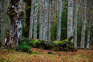 tree timber on forest