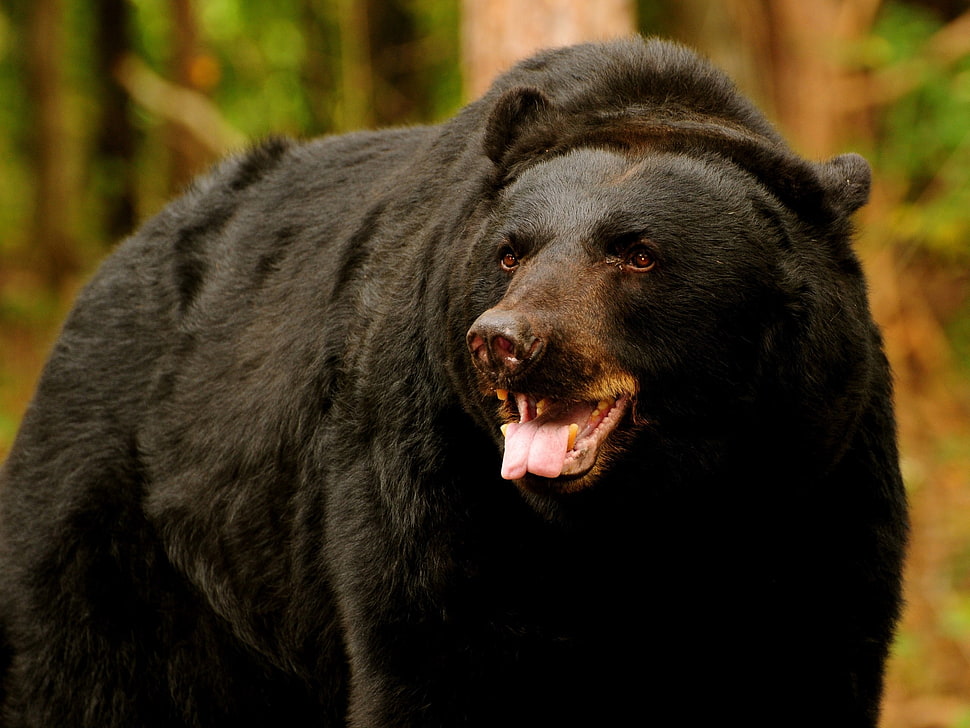close up photo of black bear HD wallpaper